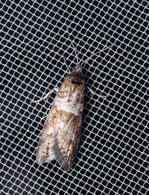 Tortricodes alternella - tavaszi sodrómoly
