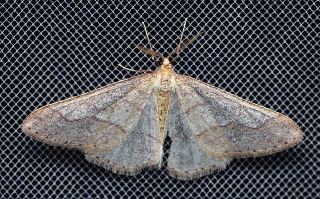 Agriopis marginaria - sárgás téliaraszoló