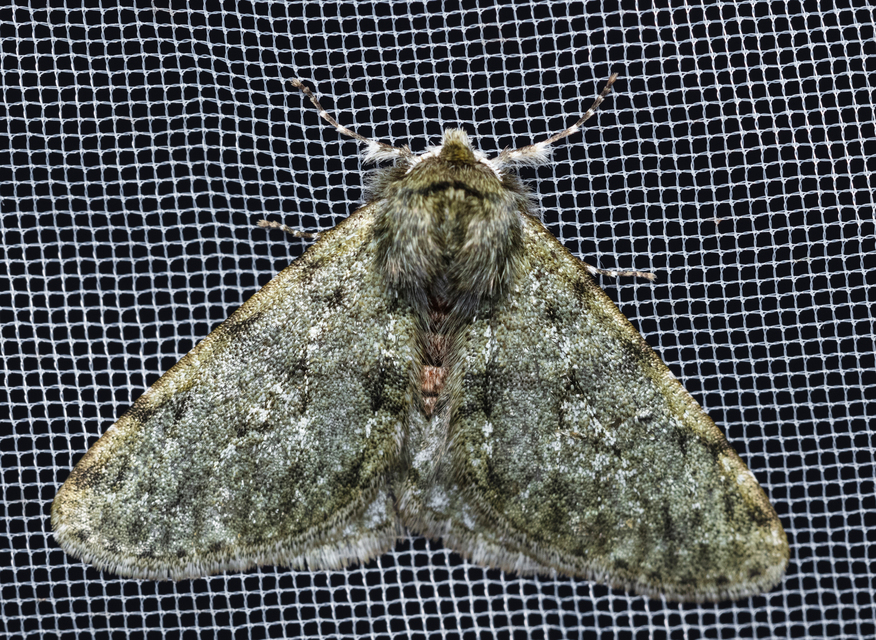 Apocheima pilosaria - zöldes tavasziaraszoló