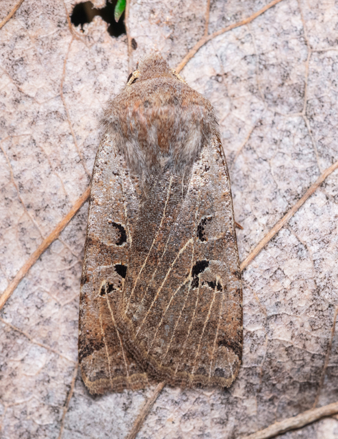 Conistra rubiginosa - szürke télibagoly
