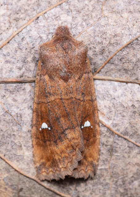 Eupsilia transversa - holdacskás télibagoly