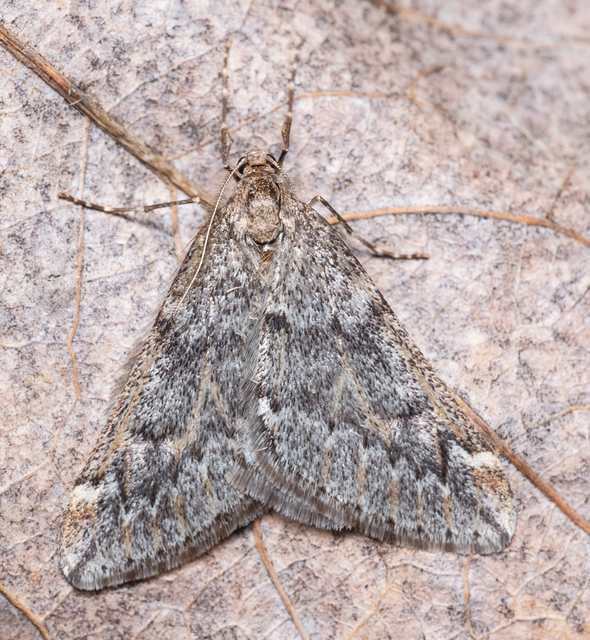 Alsophila aescularia - vadgesztenye-araszoló