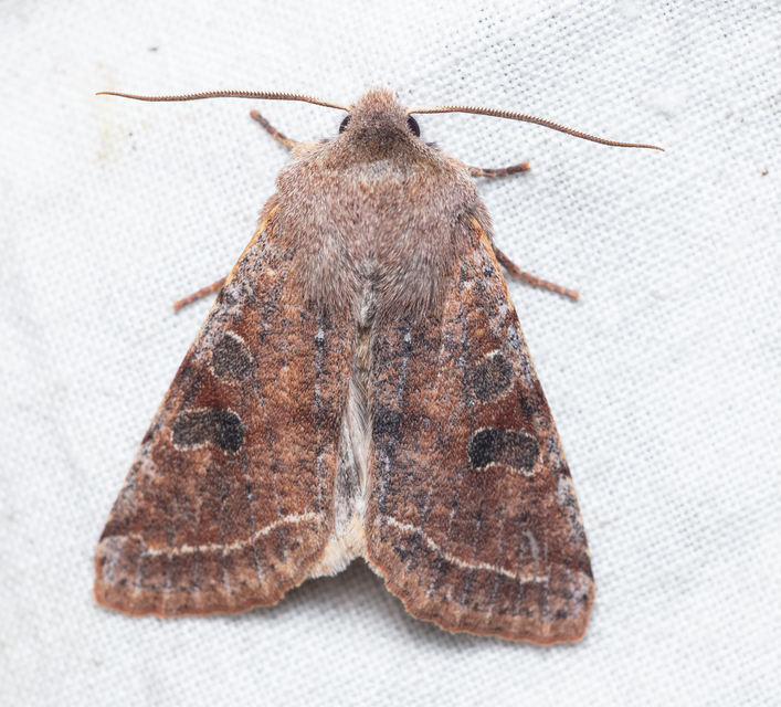 Orthosia incerta - változékony barkabagoly