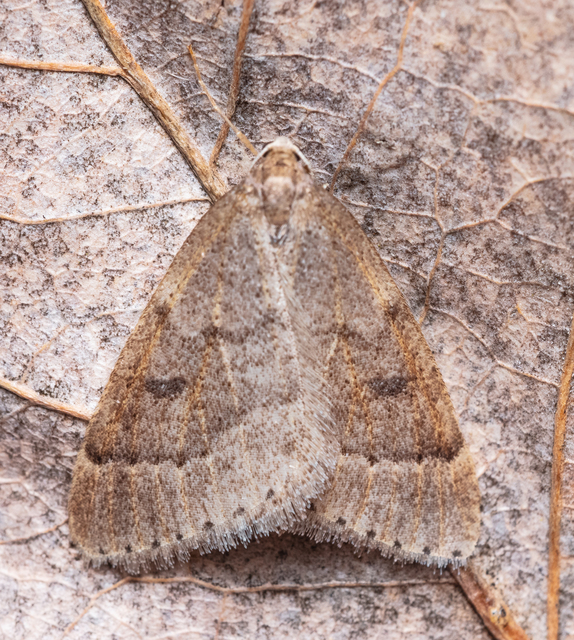 Theria rupicapraria - tavaszi kökényaraszoló