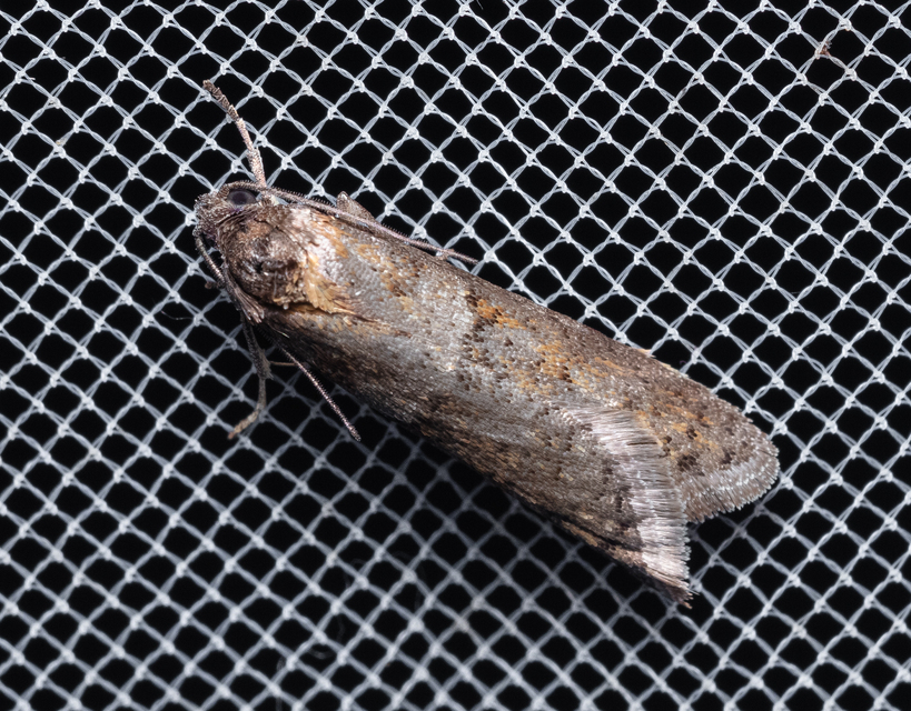 Tortricodes alternella - tavaszi sodrómoly