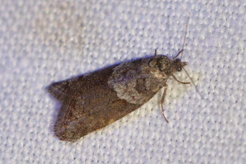 Tortricodes alternella - tavaszi sodrómoly