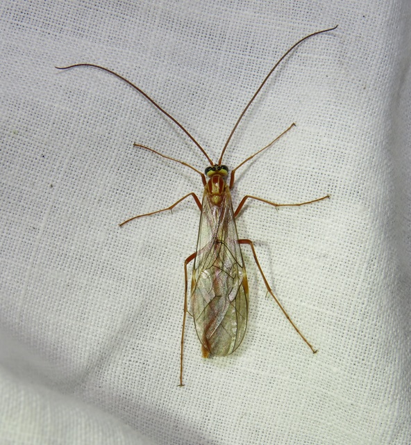 Ophion obscuratus