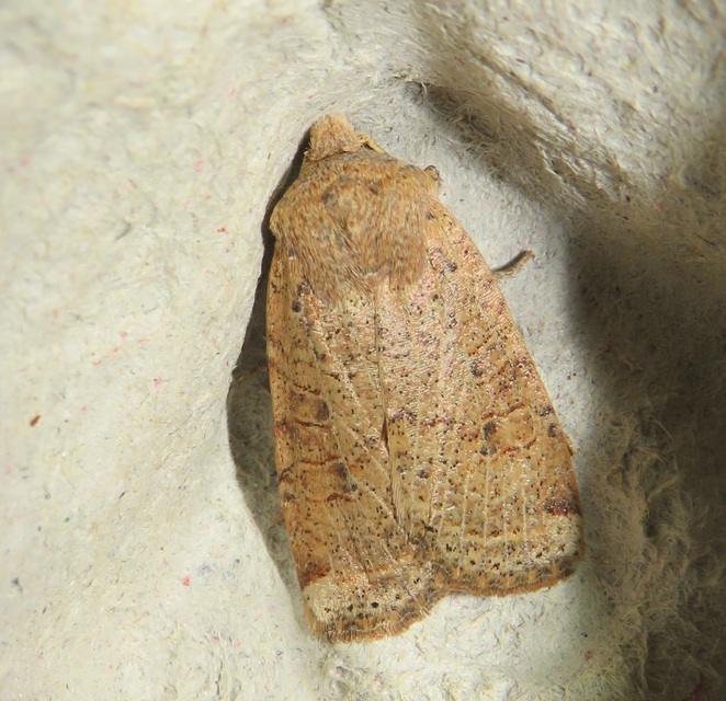 Conistra veronicae - veronika-őszibagoly