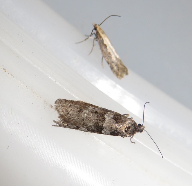 Tortricodes alternella - tavaszi sodrómoly