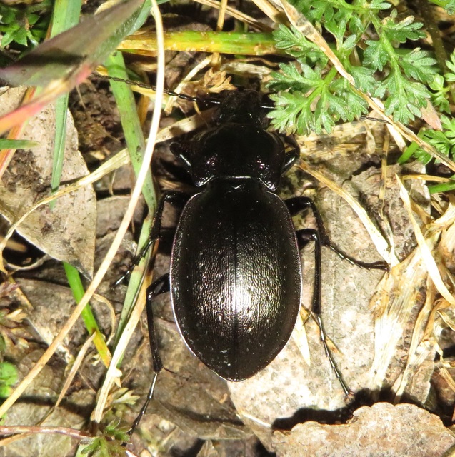 Carabus nemoralis - ligeti futrinka