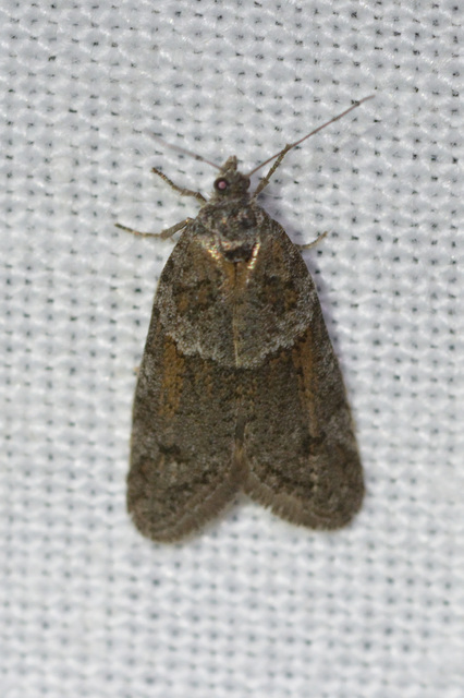 Tortricodes alternella - tavaszi sodrómoly