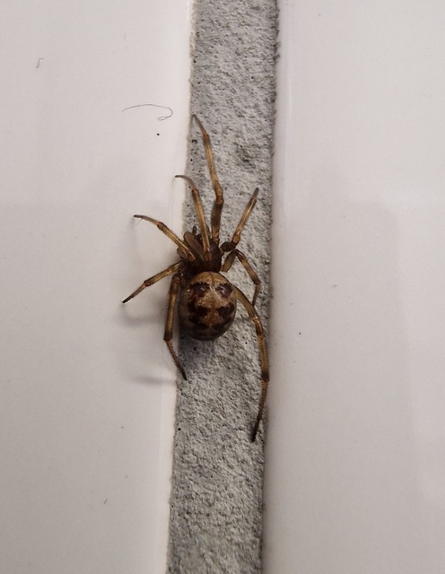 Steatoda triangulosa - háromszöges faggyúpók