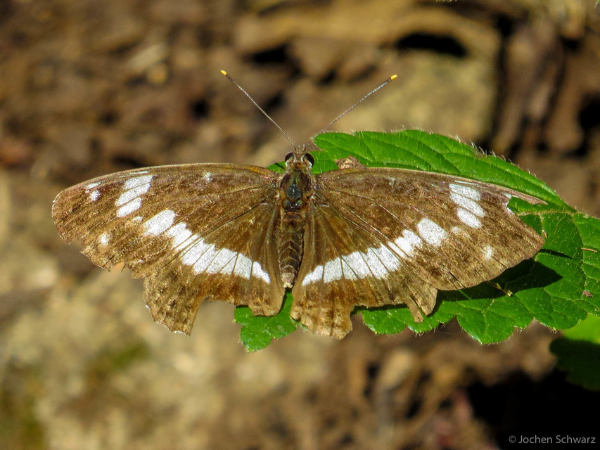 Limenitis camilla - kis lonclepke