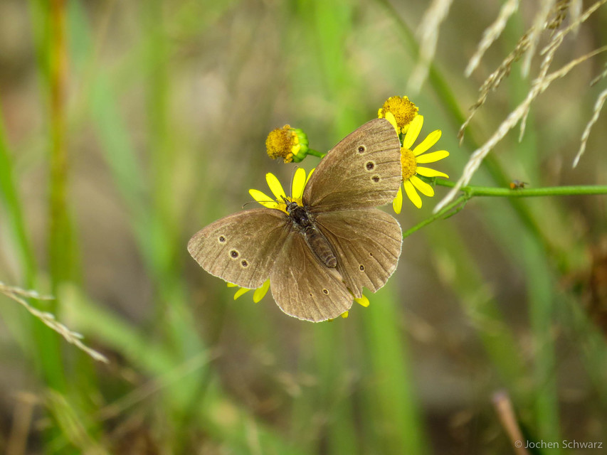 Aphantopus hyperanthus - közönséges ökörszemlepke