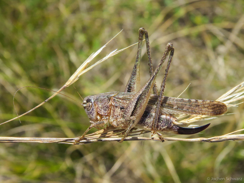 Platycleis grisea - szürke rétiszöcske