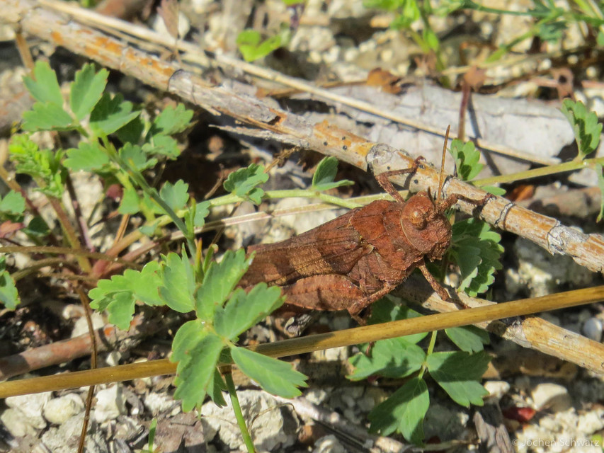 Oedipoda caerulescens - kékszárnyú sáska