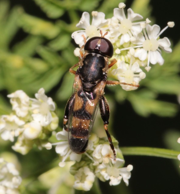 Syritta pipiens - zizegő comboslégy