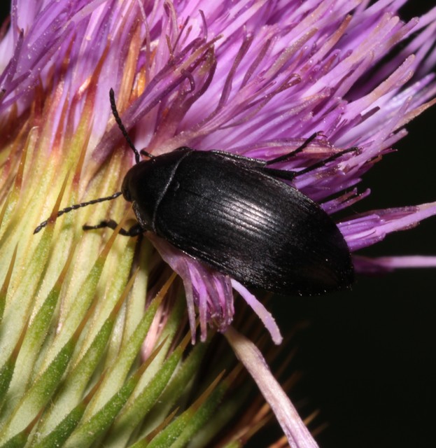 Podonta nigrita - szerecsenbogár