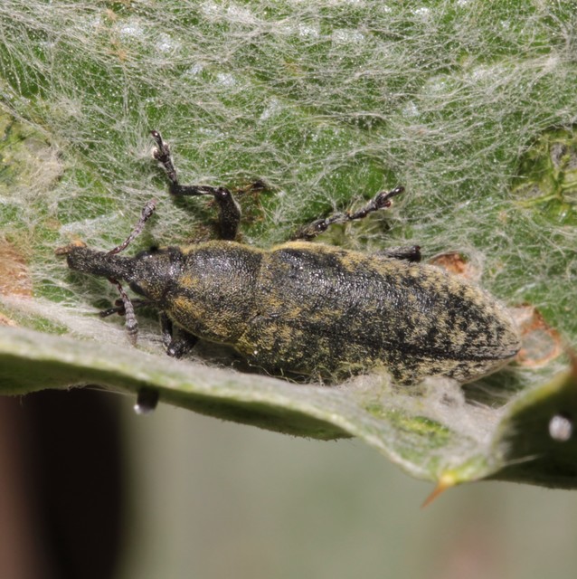 Lixus cardui - bogáncsfúró dudvabarkó