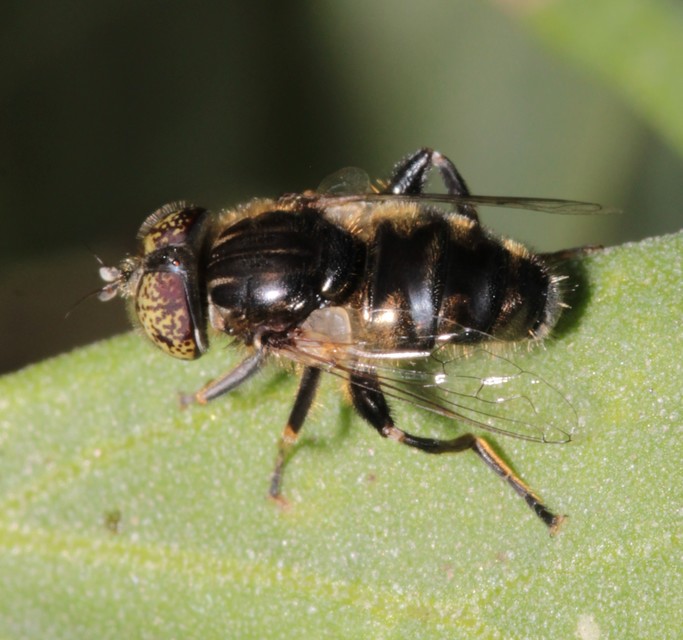 Eristalinus sepulchralis - fekete foltosszeműlégy