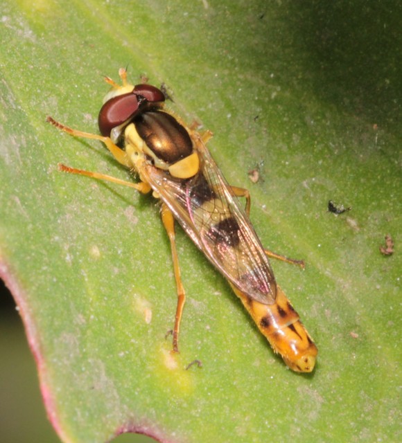 Sphaerophoria