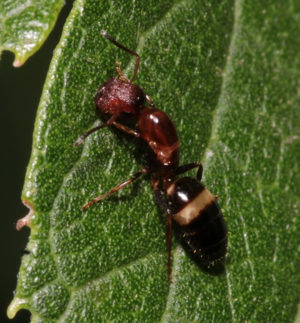 Colobopsis truncata - kapushangya