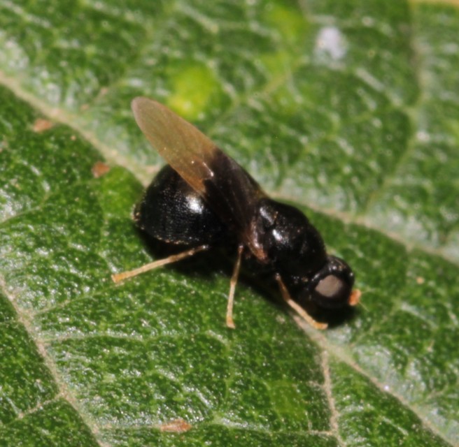Pachygaster atra - fekete tüskéslégy
