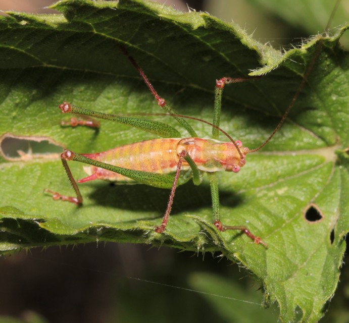 Leptophyes albovittata - közönséges virágszöcske
