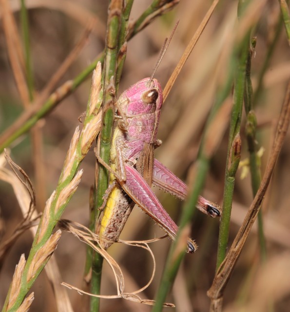 Pseudochorthippus parallelus - közönséges rétisáska