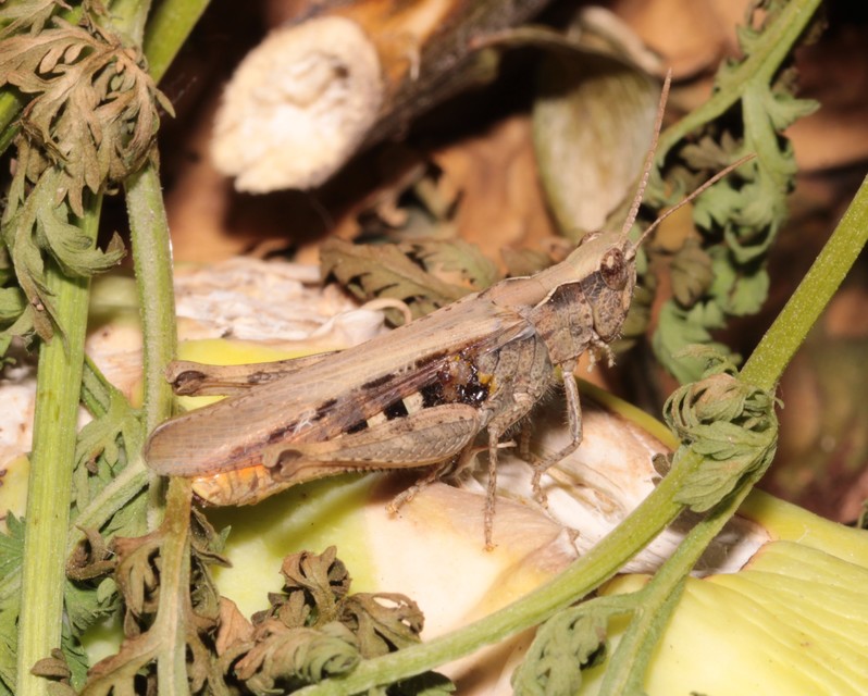 Chorthippus brunneus - közönséges tarlósáska