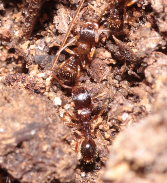 Tetramorium