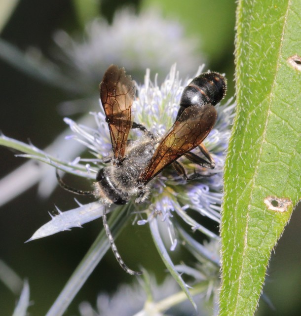 Isodontia mexicana - mexikói fűdarázs