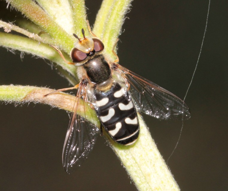 Scaeva pyrastri - gyakori nagyhomlokúlégy