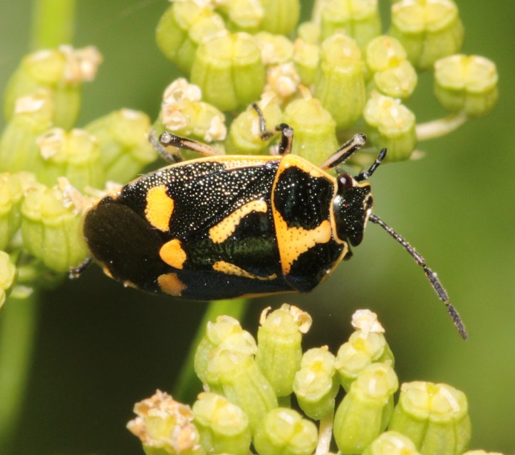 Eurydema oleracea - paréjpoloska Eurydema oleracea - paréjpoloska