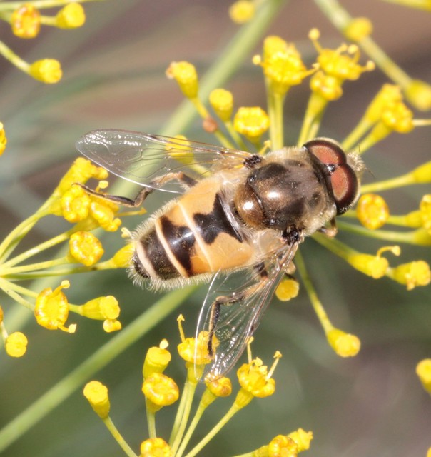 Eristalis arbustorum - fehérarcú herelégy