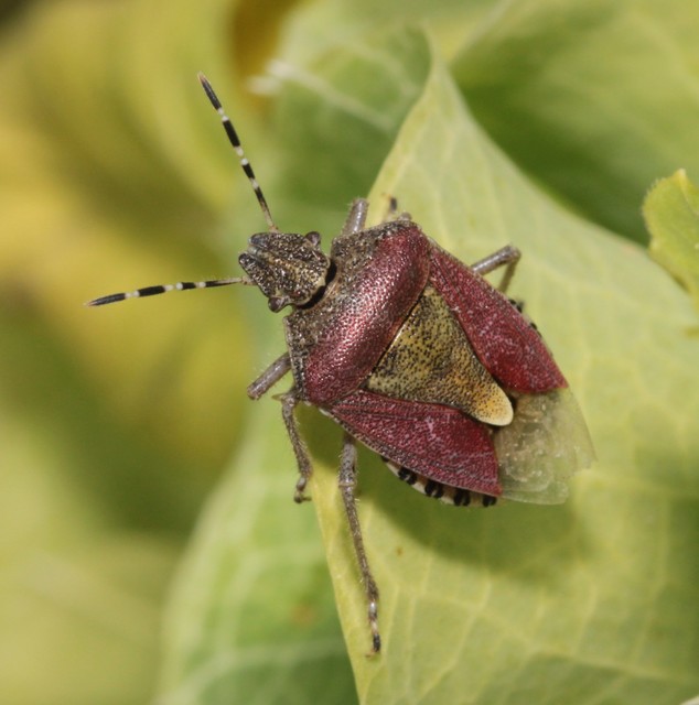 Dolycoris baccarum - közönséges bogyómászó-poloska Dolycoris baccarum - közönséges bogyómászó-poloska