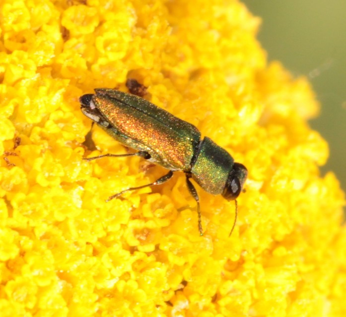 Anthaxia millefolii - cickafark-virágdíszbogár