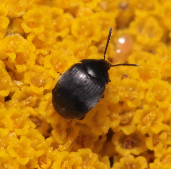 Spermophagus