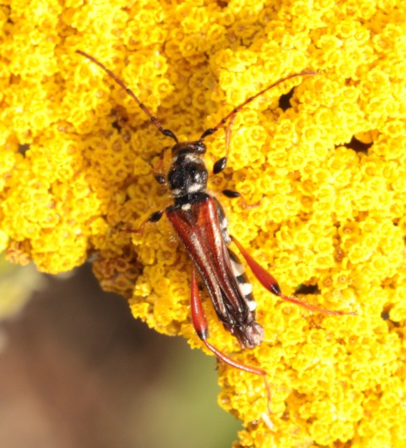 Stenopterus rufus - tarkacsápú keskenyfedőscincér