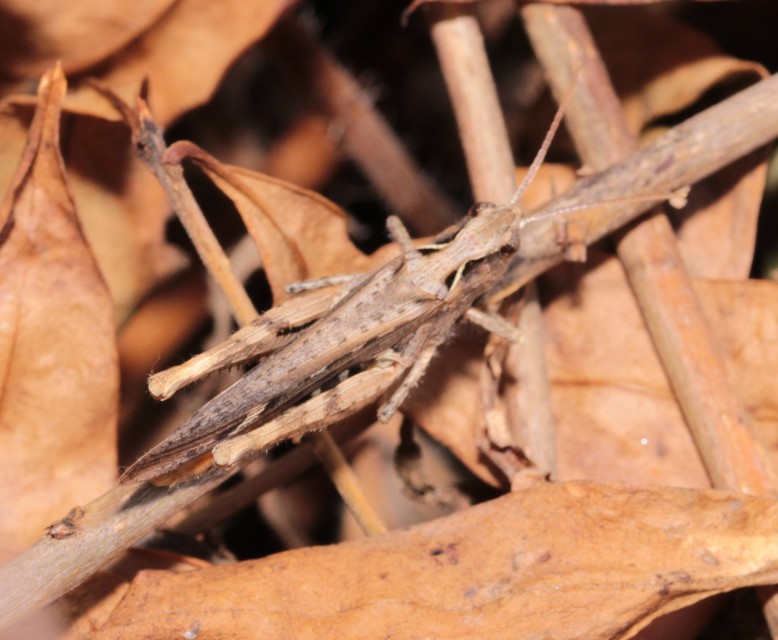 Chorthippus brunneus - közönséges tarlósáska