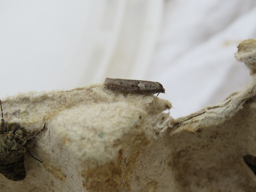 Tortricodes alternella - tavaszi sodrómoly
