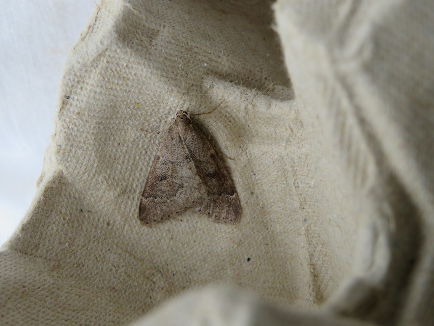 Theria rupicapraria - tavaszi kökényaraszoló
