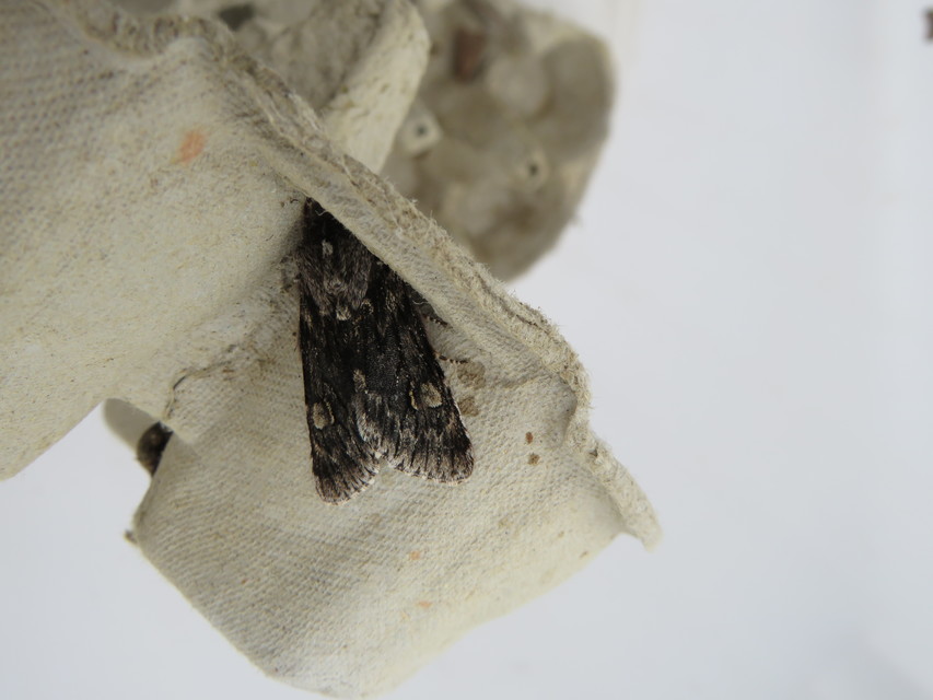 Brachionycha nubeculosa - zömök fésűsbagoly