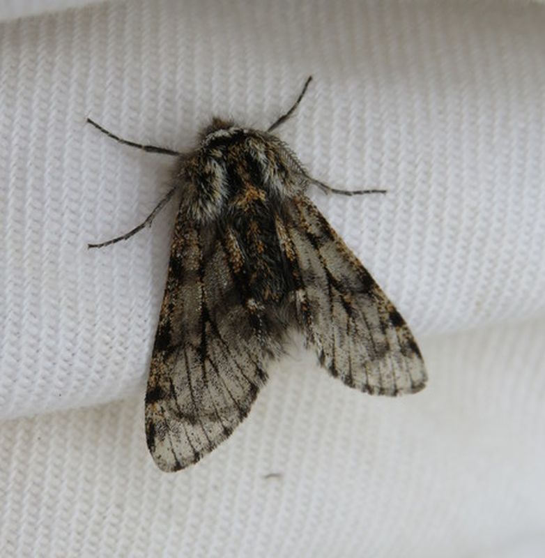Lycia pomonaria - hársfa-tavasziaraszoló