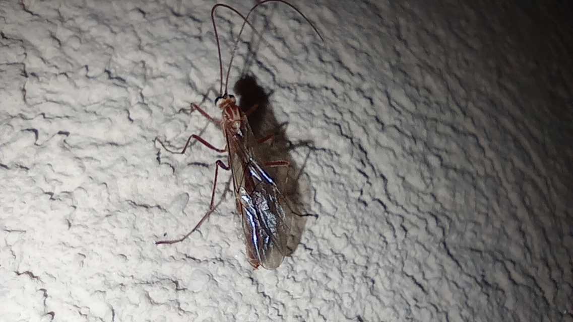 Ophion obscuratus