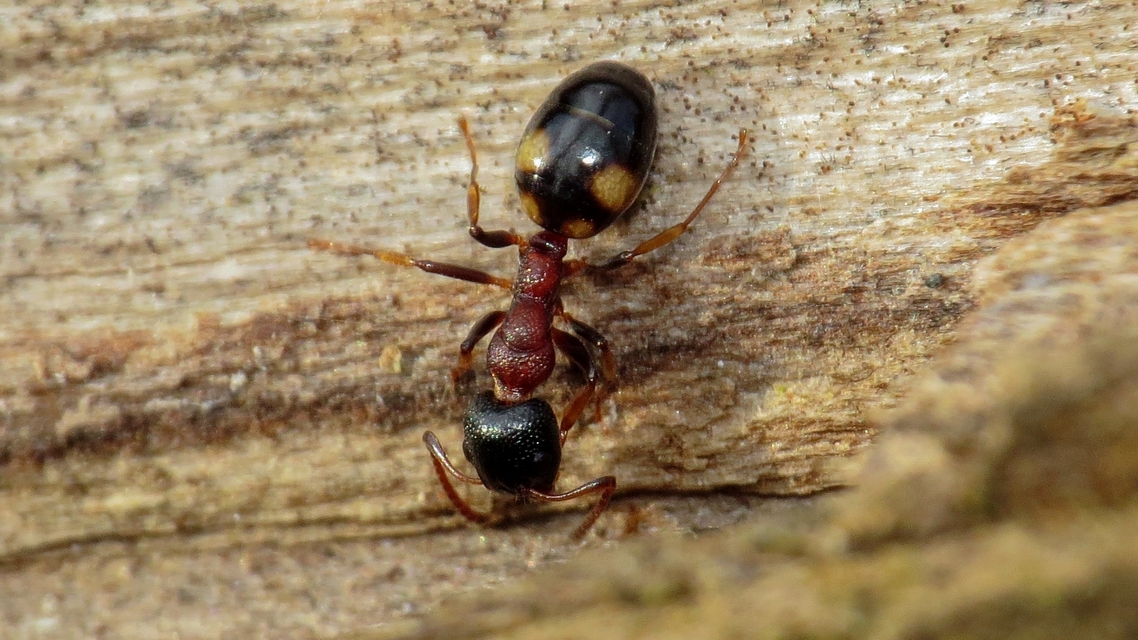 Dolichoderus quadripunctatus - négypettyes erdeihangya