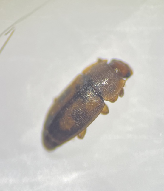 Epuraea biguttata - kétcseppes fénybogár Epuraea biguttata - kétcseppes fénybogár