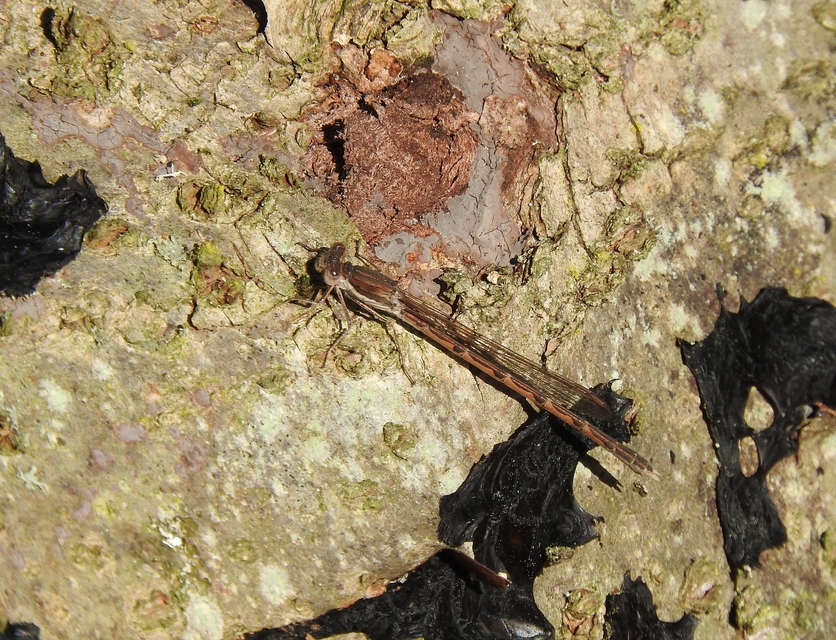 Sympecma fusca - téli rablószitakötő