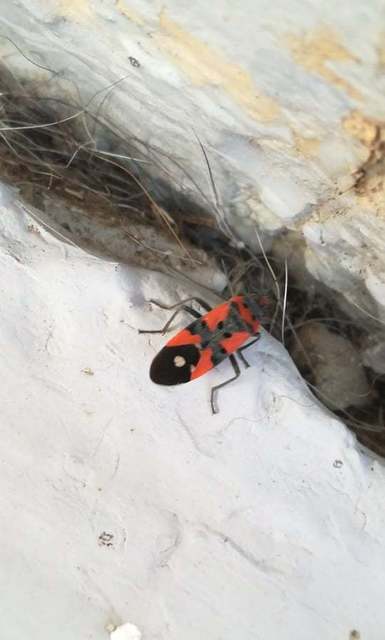 Lygaeus equestris/simulans
