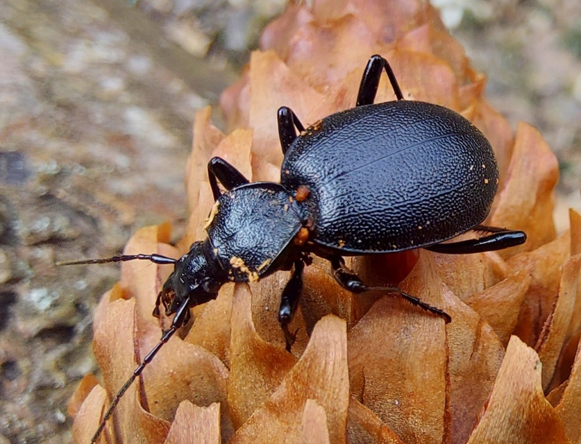 Cychrus caraboides - feketelábú cirpelőfutó